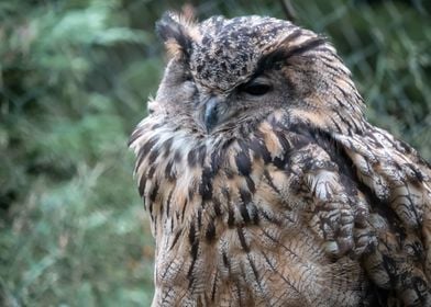 Eurasian Eagle Owl