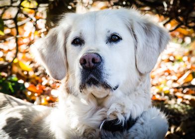 Retriever Dog In The Sun