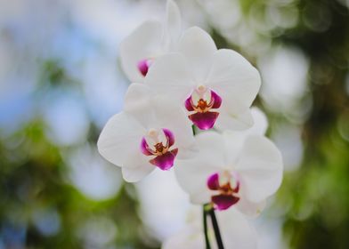 white orchids