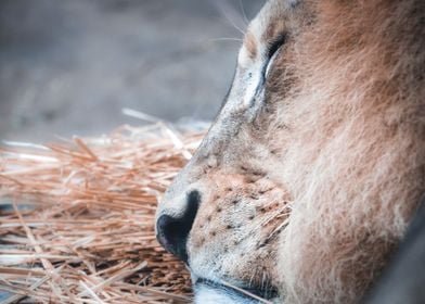  Sleeping Lion