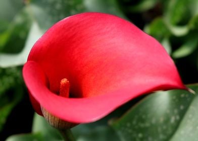 Blood Red Lily