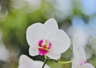  white orchid