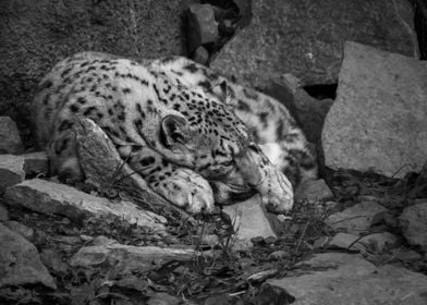 Portrait of a Snow Leopard