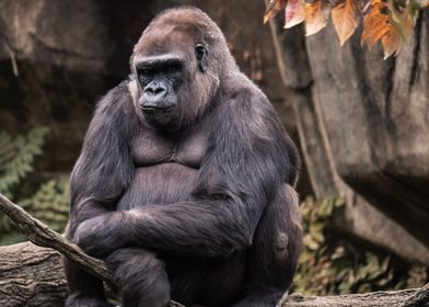 Smug Gorilla