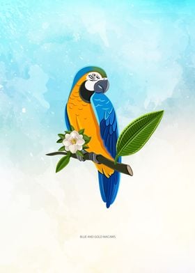 Blue and Gold Macaw