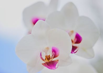  white orchids photography