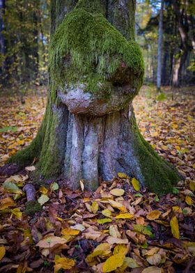 tree trunk in Bialowieza