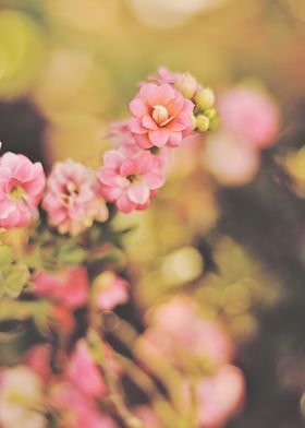 kalanchoe flower