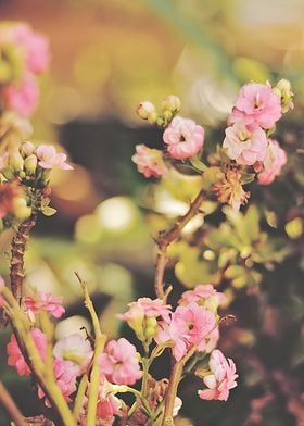 kalanchoe flower