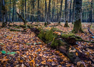 Fallen tree autumn leaves