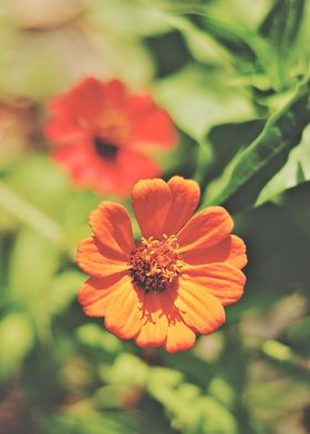 Orange flower