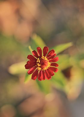  Red flower