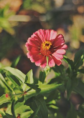 Pink flower