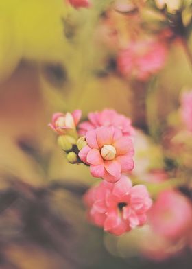 kalanchoe flower