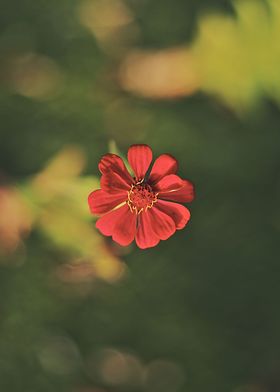  Red flower