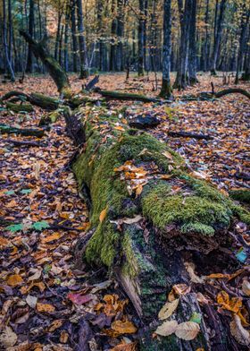 Autumn mossy fallen tree