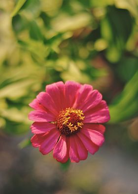 Pink flower