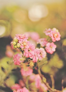 kalanchoe flower