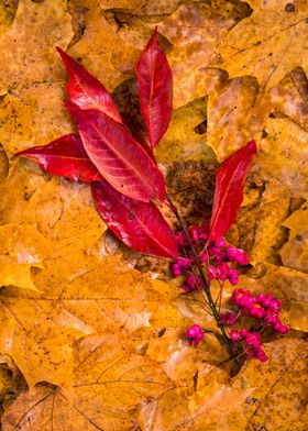 yellow autumn leaves