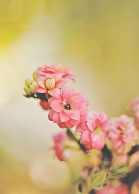 kalanchoe flower