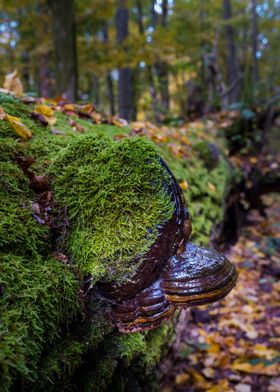 Fallen tree trunk in moss