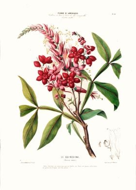 Le Quinquina Botanical Art