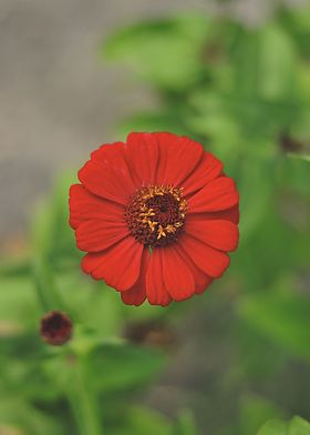  Red flower