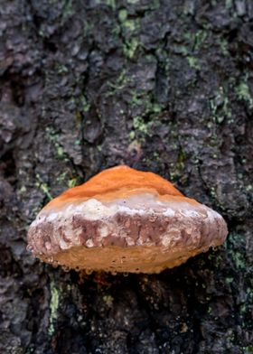 Dew on bracket fungus