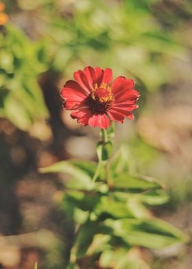 Red flower