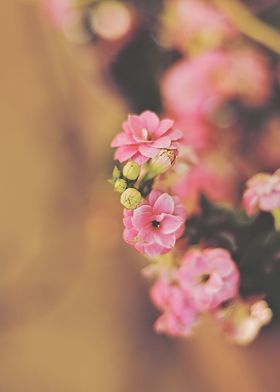 kalanchoe flower