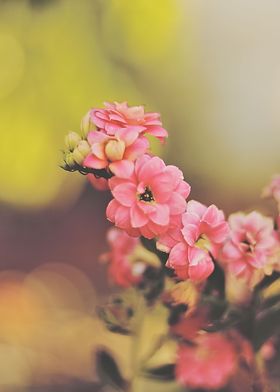 kalanchoe flower