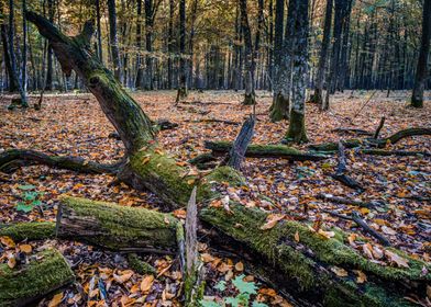 Autumn mossy fallen tree