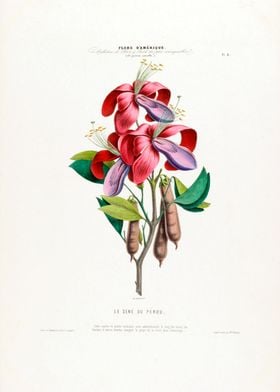 Le Sene Du Percu Botanical