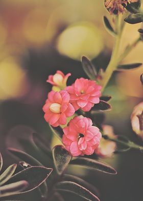 kalanchoe flower