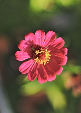 Pink flower