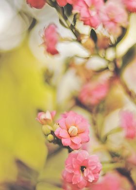 kalanchoe flower