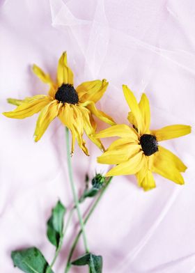 Yellow coneflowers