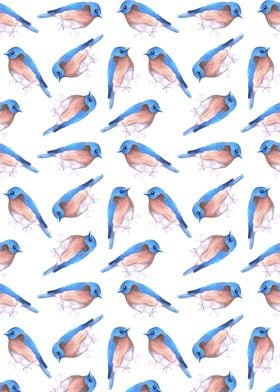 Eastern bluebird birds