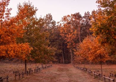 Autumn sunrise