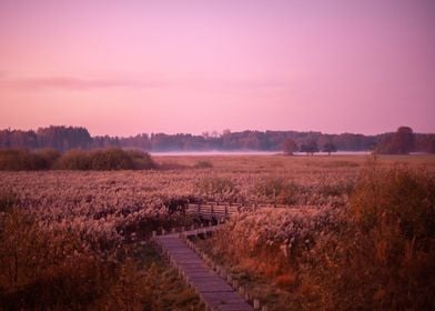 Pink Sunrise