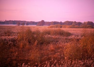 Pink sunrise