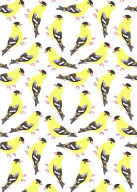 American goldfinch birds