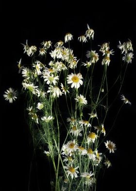 White daisies