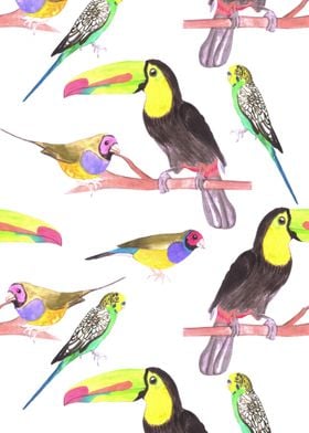 Colorful pet birds perched