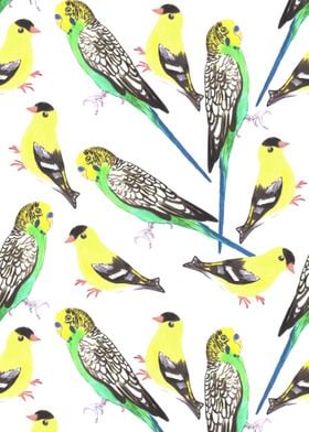 Budgies and goldfinches