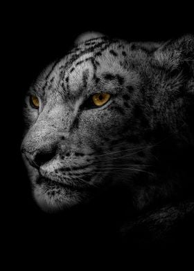 wild leopard head poster  