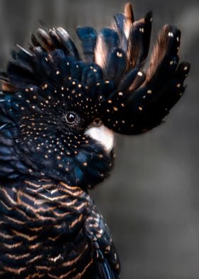 black and gold cockatoo 