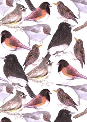 Wild birds watercolor