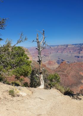 Grand Canyon Tree 