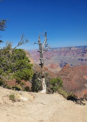 Grand Canyon Tree 